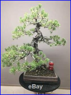 Pinus Sylvestris specimen bonsai 75 cm (29.5)