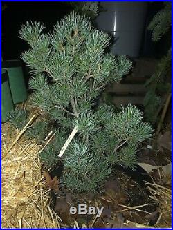 Pinus parviflora' Pent Azuma' Crashing Wave Dwarf Japanese White Pine 7 Gal