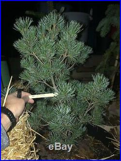 Pinus parviflora' Pent Azuma' Crashing Wave Dwarf Japanese White Pine 7 Gal