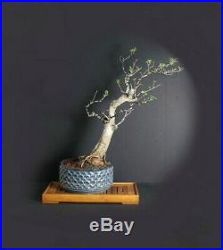 Pixie bougainvillea bonsai tree, Blooming bonsai collection from Samurai-Gardens
