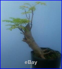Poinciana Flamboyant (Delonix Regia) Pre Bonsai Tree