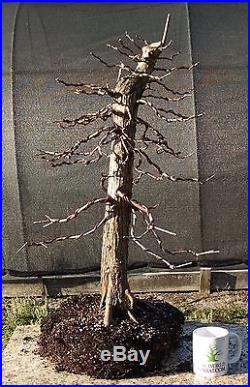Pond Cypress Bonsai, Highly Trained Bonsai, Fully Wired, Excellent character