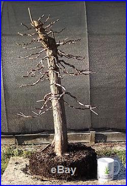 Pond Cypress Bonsai, Highly Trained Bonsai, Fully Wired, Excellent character