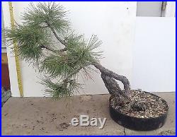 Ponderosa Pine Yamadori Bonsai