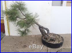 Ponderosa Pine Yamadori Bonsai