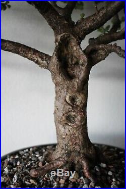 Portulacaria Afra Bonsai 2ft Tall15 Years Old (Dwarf Jade succulent)