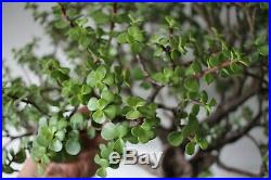 Portulacaria Afra Bonsai 2ft Tall15 Years Old (Dwarf Jade succulent)