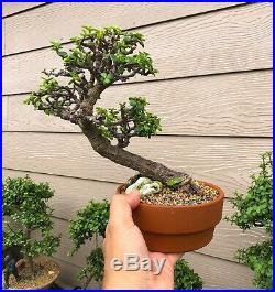 Portulacaria Afra Succulent Bonsai 12 Years old Little jade Bonsai Tree