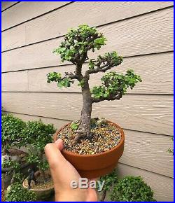 Portulacaria Afra Succulent Bonsai 12 Years old Little jade Bonsai Tree