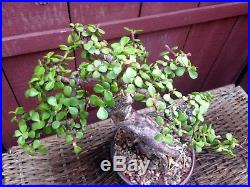 Portulacaria bonsai specimen