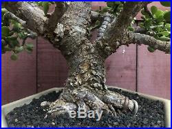 Portulacaria cork bark Bonsai Specimen