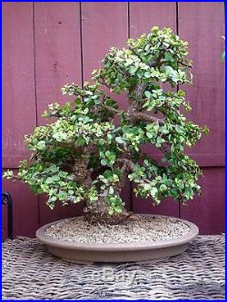 Portulacaria cork bark bonsai specimen