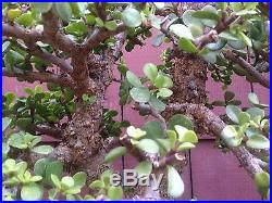 Portulacaria cork bark bonsai specimen