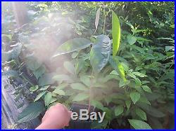 Potted Durian Rare Tropical Fruit Tree Plant 28 Tall