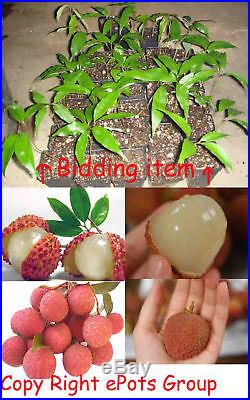 Potted Lychee Tree Edible Fruit Plant Exotic Tropical BONSAI