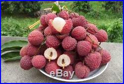 Potted Lychee Tree Edible Fruit Plant Exotic Tropical BONSAI