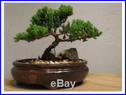 Power and Tranquility Japanese Juniper Bonsai Tree, 6-8 9Greenbox Little Tree