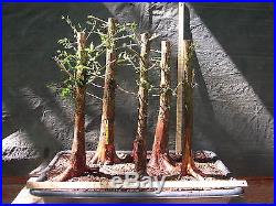 Pre Bonsai 5 Tree Bald Cypress Forest #573