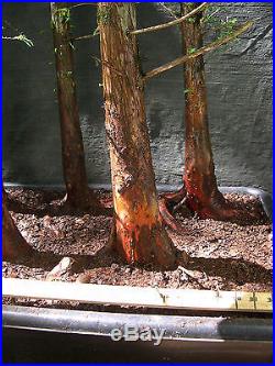 Pre Bonsai 5 Tree Bald Cypress Forest #573