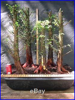 Pre Bonsai 5 Tree Bald Cypress Forest #614