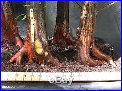 Pre Bonsai 5 Tree Bald Cypress Forest #614