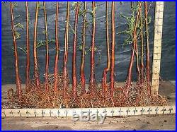 Pre Bonsai Bald Cypress 13 Tree Forest
