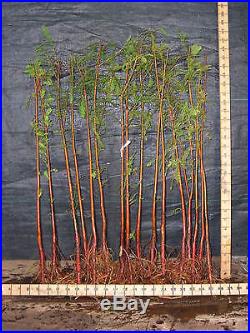 Pre Bonsai Bald Cypress 13 Tree Forest