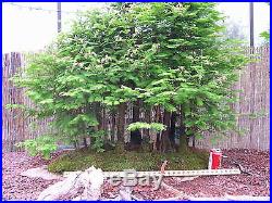 Pre Bonsai Bald Cypress 21 Tree Forest #407