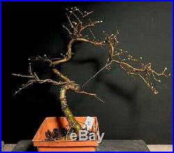 Pre Bonsai Chinese Elm Penjing Wire Styled From Root Cutting Ready To Pot Bonsai