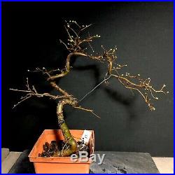 Pre Bonsai Chinese Elm Penjing Wire Styled From Root Cutting Ready To Pot Bonsai