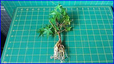 Pre-Bonsai Japanese Maple @ 6 Inch Tall Bonsai Tree Ideal for Root Over Rock