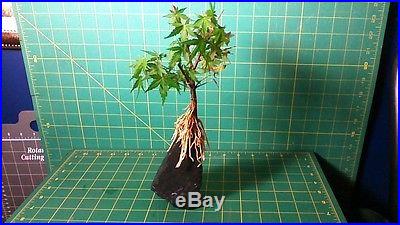 Pre-Bonsai Japanese Maple @ 6 Inch Tall Bonsai Tree Ideal for Root Over Rock