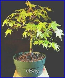 Pre Bonsai Japanese Maple, Acer palmatum 14 years