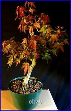 Pre Bonsai Japanese Maple, Acer palmatum 18 years cutting from my stock plant