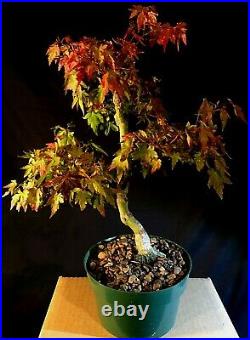 Pre Bonsai Japanese Maple, Acer palmatum 18 years cutting from my stock plant