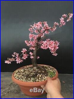 Pre Bonsai Prunus Okame