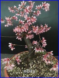 Pre Bonsai Prunus Okame