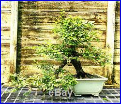 Pre Bonsai Specimen Field Grown American Corkbark Elm ACBEST-227