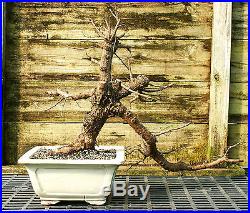 Pre Bonsai Specimen Field Grown American Corkbark Elm ACBEST-227