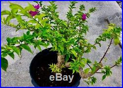 Pre-Bonsai Style Bougainvillea 3 Thick Trunk Purple Blooms #001