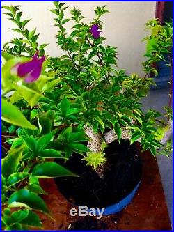 Pre-Bonsai Style Bougainvillea 3 Thick Trunk Purple Blooms #001