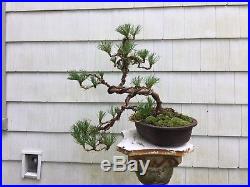 Pre-Bonsai Trained Pitch Pine Second Wiring. Native 20 Tall In Mica Container