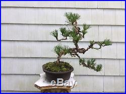 Pre-Bonsai Trained Pitch Pine Second Wiring. Native 20 Tall In Mica Container