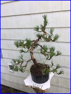 Pre-Bonsai Trained Pitch Pine Second Wiring. Native 30tall