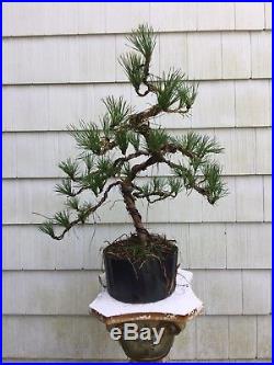 Pre-Bonsai Trained Pitch Pine Second Wiring. Native 30tall