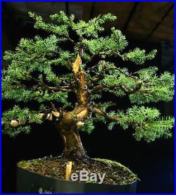 Pre Bonsai Tree Blue Alps Needle Juniper BANJ3G-123A