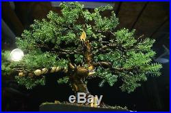 Pre Bonsai Tree Blue Alps Needle Juniper BANJ3G-123A