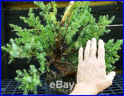 Pre Bonsai Tree Blue Alps Needle Juniper BANJ3G-123E