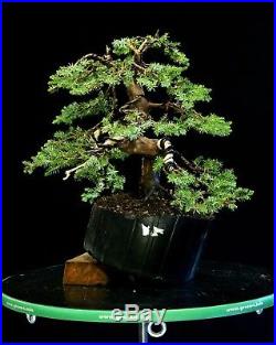 Pre Bonsai Tree Blue Alps Needle Juniper BANJ3G-201B