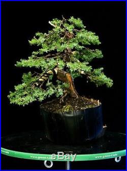 Pre Bonsai Tree Blue Alps Needle Juniper BANJ3G-201B